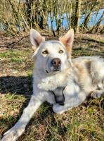 Smoky liebevoller Rüde sucht sein Zuhause Hessen - Bad Schwalbach Vorschau