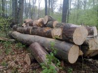 Suche privat kostenlos Kaminholz oder Bäume Nordrhein-Westfalen - Ennigerloh Vorschau