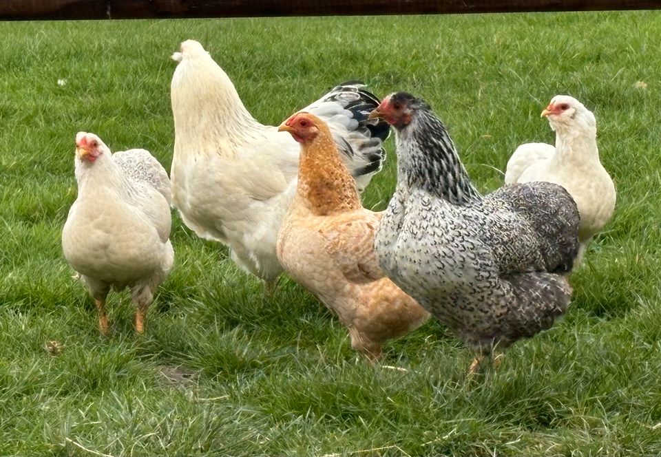 Zwerg Wyandotten (Hennen) zur Abgabe in Hückelhoven