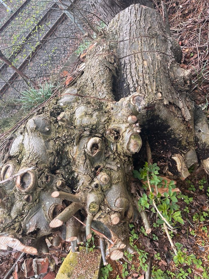 Holz zu verschenken in Neuengörs