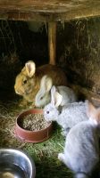 Hase Kaninchen Deutsche Riesen Bayern - Ruhmannsfelden Vorschau