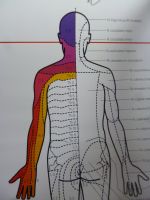 Wandtafel Neuritiden, Nervenstränge, Medizin, Lehrmittel Bayern - Würzburg Vorschau