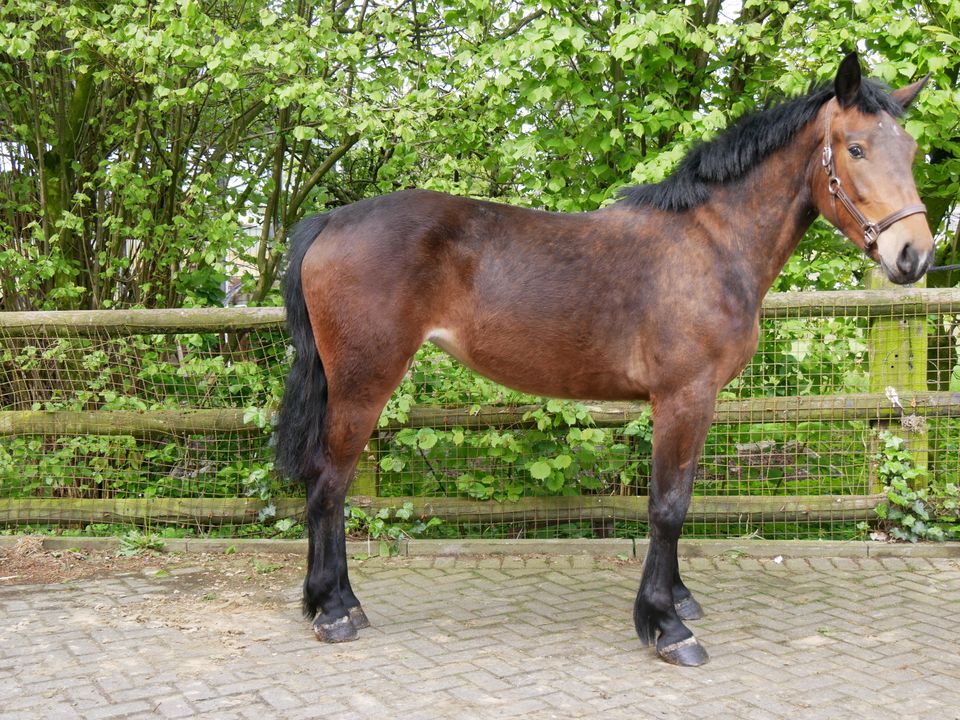 Cob Normand, Kaltblut Stute, Fahrpferd in Dorsten