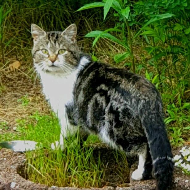 ❤ Katze KATER LUI wird gesucht/vermisst! Wer hat Lui gesehen? in Hamburg