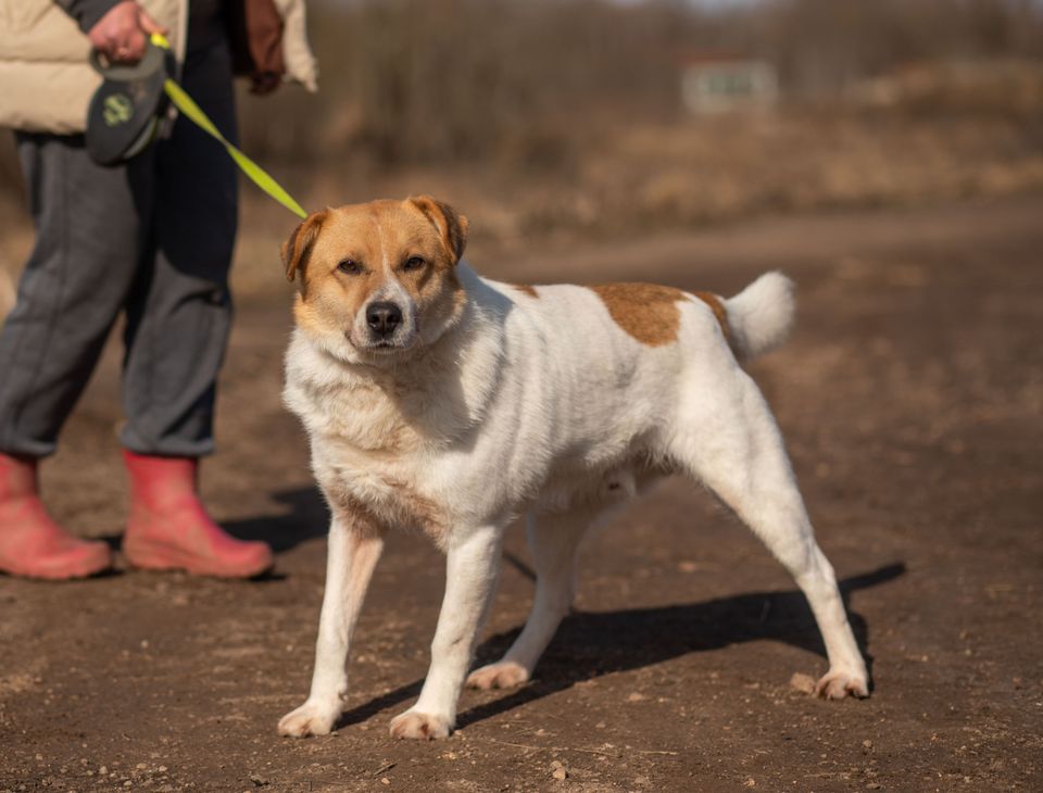 Tierschutz Hund Fil sucht eine liebe Familie! in Berlin