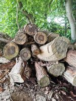Zypressen Holz Brennholz Nordrhein-Westfalen - Marienheide Vorschau