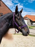 Sehr schicker Wallach von Finestmit hervorragenden Grundgangarten Niedersachsen - Eldingen Vorschau