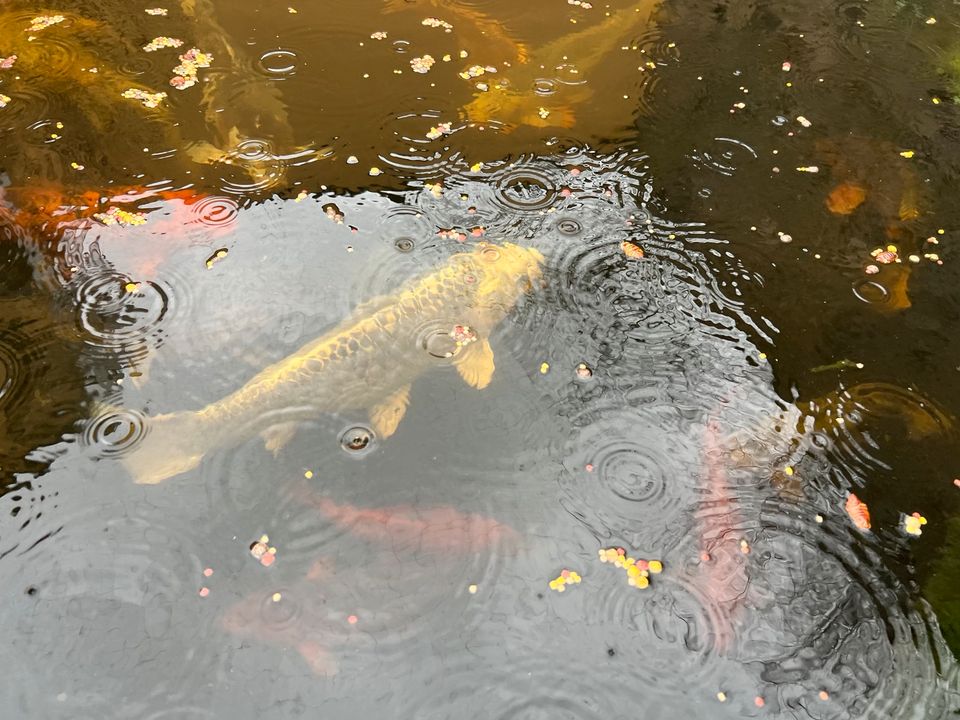 Koifische ca 45 cm in Frei-Laubersheim