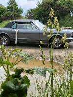 Hochzeitsauto, Eventcar, Oldtimer, US Car, Ford Mustang GT V8 Sachsen - Plauen Vorschau
