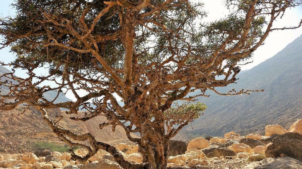 Bester Weihrauch aus Oman, Amber/braun, 40 g. Rein. Weltspitze! in Murrhardt