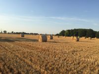 Stroh Rundballen und Hochdruckballen Rheinland-Pfalz - Schifferstadt Vorschau