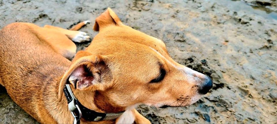 Tommy. Kleiner Schmuser mit Herz in Großefehn