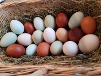 Frische Bio Eier von Rasse Hühnern Niedersachsen - Leer (Ostfriesland) Vorschau