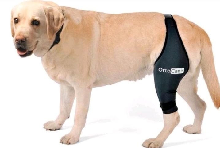 Ortocanis Kniebandage Hunde Gr XXL hinten links NEU in Leinefelde-Worbis