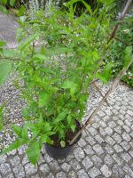 Weißer jasminblühtiger Nachtschatten, Solanum jasminoides Niedersachsen - Wolfenbüttel Vorschau