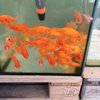 10 Goldfische nur noch bis Montag Dithmarschen - Brunsbuettel Vorschau