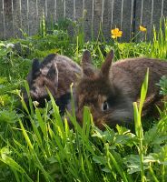 Kaninchen,  Hasen,  Zwergkaninchen, kastriert Baden-Württemberg - Hohentengen Vorschau