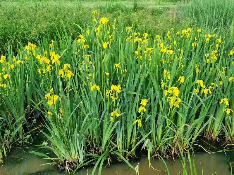 Sumpfschwertlilien Iris pseudacorus Gelbe Schwertlilie in Berlin