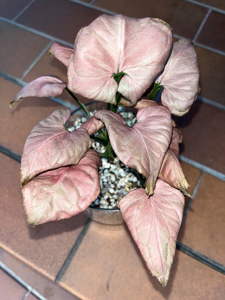 Syngonium Strawberry in Ramstein-Miesenbach