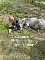 Pferde und Ponys suchen Dich Schleswig-Holstein - Rümpel Vorschau