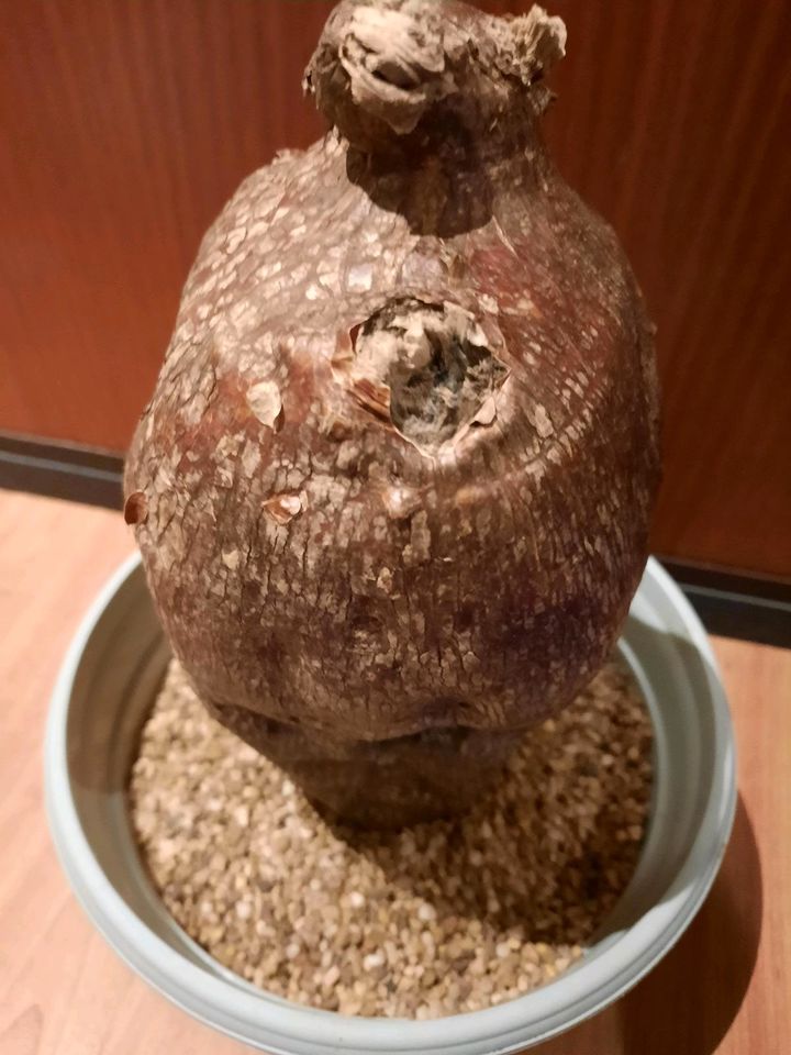 Pachypodium bispinosum XXL, Caudex, Altpflanze, Rarität in Kiel