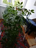 Pflanze Schefflera groß Hannover - Vahrenwald-List Vorschau