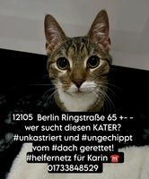 Kater Katze gefunden zugelaufen Mariendorf Berlin - Tempelhof Vorschau