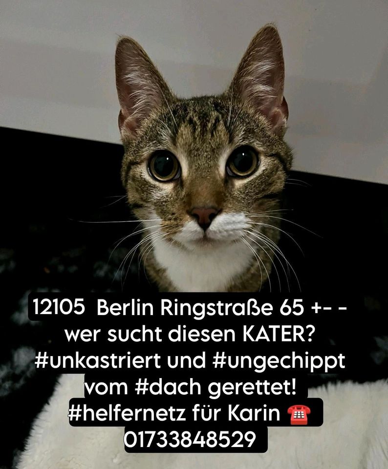 Kater Katze gefunden zugelaufen Mariendorf in Berlin