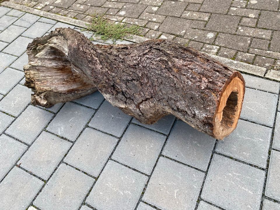 Holzstämme zu Dekozwecken teilw. hohl in Waldshut-Tiengen