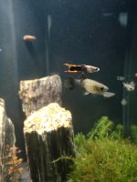 Endler Guppys Sachsen-Anhalt - Salzwedel Vorschau