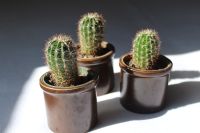 Echinopsis oxygona, Kaktus, Kakteen,Sukkulente,Pflanze Brandenburg - Wittenberge Vorschau