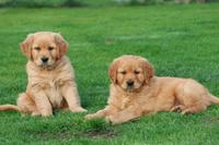 Golden Retriever Welpen aus Körzucht in Dark Golden Niedersachsen - Bremervörde Vorschau