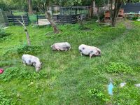Drei Hängebauch Schweinchen suchen ein zu Hause Sachsen - Markranstädt Vorschau
