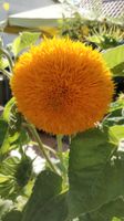 10 Samen Gefüllte Riesen Teddy Bär Sonnenblume Saarland - Großrosseln Vorschau