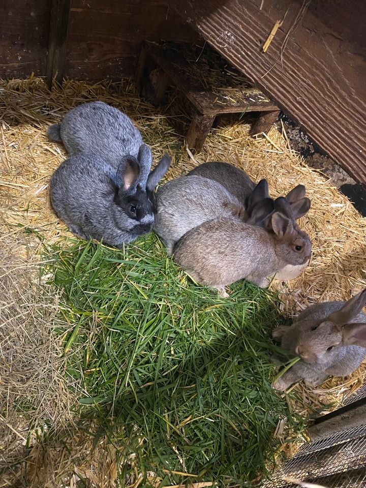 Kaninchen, Riesen Mix abzugeben. in Wallenhorst