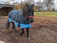 Pony sucht Pflegebeteiligung (18 Jahre) Hessen - Nidderau Vorschau