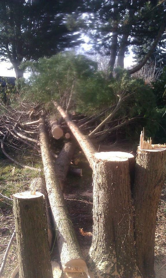 Baumfäller Baumschnitt Fällungen Pflege Rodung in Oranienburg