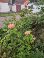 Rose zu verschenken Niedersachsen - Oldenburg Vorschau