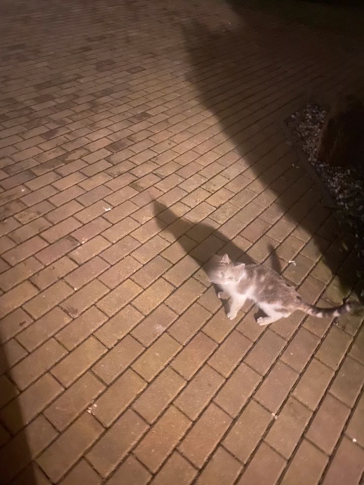 Katze gefunden in Leipzig