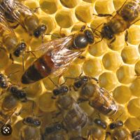Bienenkönigin Carnica 2024 Belegstellen Begattet Bayern - Pfatter Vorschau