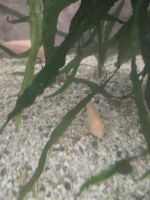 Albino Panzerwelse corydoras paleatus Thüringen - Bad Liebenstein Vorschau