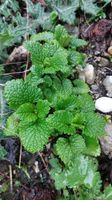 Zitronenmelisse (Melissa officinalis) Nordrhein-Westfalen - Werl Vorschau