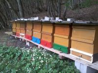 Bienenvölker Rheinland-Pfalz - Monreal Vorschau