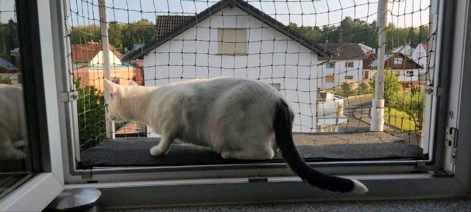 Verstellbarer Katzenbalkon für Fensteröffnungen in Hanau