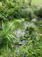 Teichpflanze Krebsschere oder Wasserlinsen Bayern - Frasdorf Vorschau