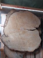 Tischplatten Linde Lindenholz Schleswig-Holstein - Taarstedt Vorschau