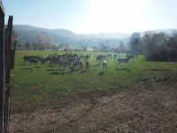 Rot-und Damwild aus der Region Bayern - Knetzgau Vorschau