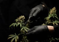 Cannabis Anbau Beratung Baden-Württemberg - Hardheim Vorschau