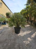 Chamaerops Humilis Vulcano Zwergpalme Nordrhein-Westfalen - Oer-Erkenschwick Vorschau