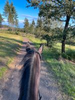 Reitbeteiligung (Reiterin sucht Seelenpferd) Nordrhein-Westfalen - Netphen Vorschau